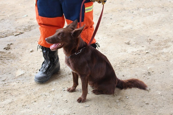 台灣搜救犬資格認證，採用的是國際最通行的IRO搜救犬評鑑制度，中國大陸則是自訂一套制度。 李娉婷 /攝