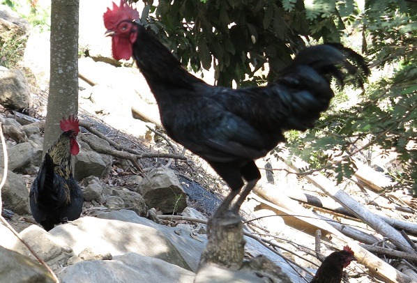 台灣土雞有細小緊實的軀體，性極活潑。  蕭士塔/攝