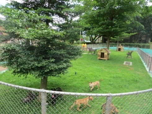 台中動保處目前採行的是TNTA,希望經過結紮和訓練的狗,能順利送養出去。 取自台中市動保處官網