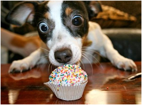 取自thedogtrainingsecret.com