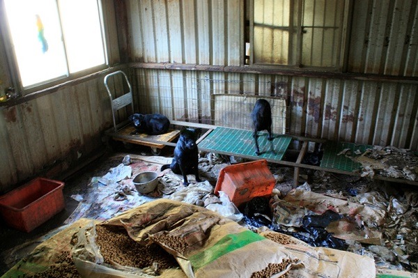 汙穢不堪的飼養環境、散落的飼料，你看得下去嗎?   桃園市推廣動物保護協會/提供