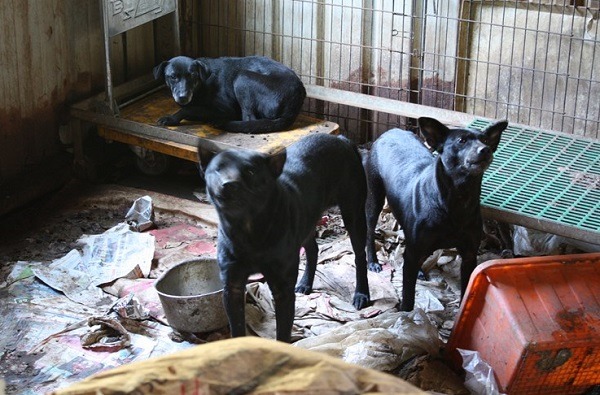  動保法對特定寵物業者的飼養環境訂有規範，你覺得是否也應對民間收容所訂定起碼的要求呢?  桃園市推廣動物保護協會/提供