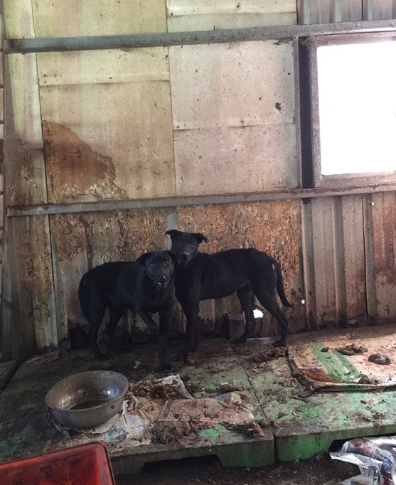 收容犬隻雖然生活在糞便堆裡，動保處人員查緝結果是狗的健康情形還好。桃園市推廣動物保護協會/提供