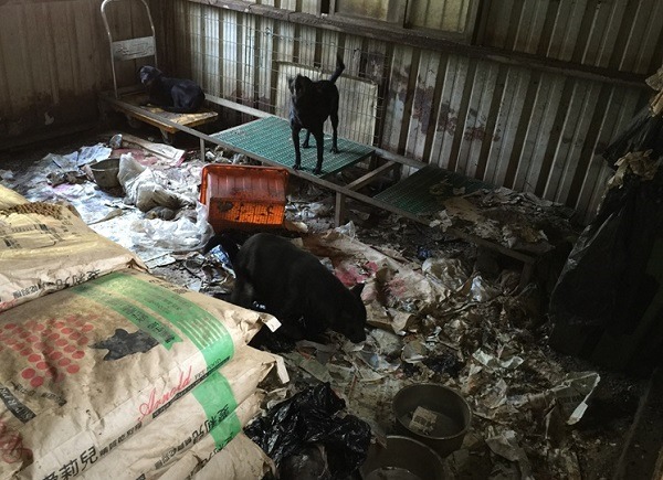 對於缺乏資源和人力，因而漠視動物福祉的民間收容所(狗場)，你會採用包容的態度嗎?  桃園市推廣動物保護協會/提供