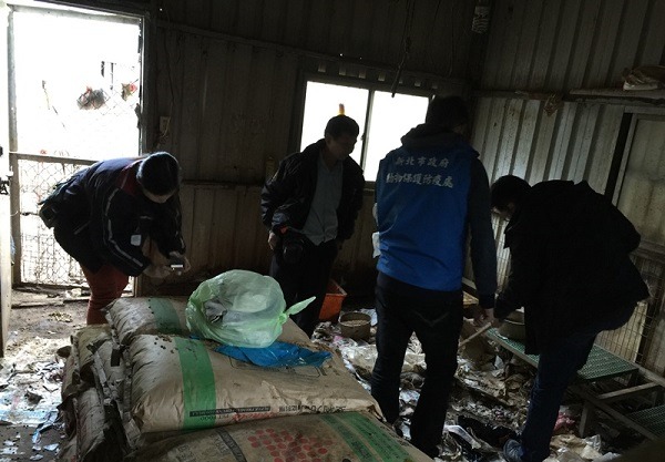 2月8日大年初一，新北市動保處接獲動保志工檢舉，偕同台北市動保處到淡水小坪頂查緝由動保團體建置的流浪狗收容所。桃園市推廣動物保護協會/提供