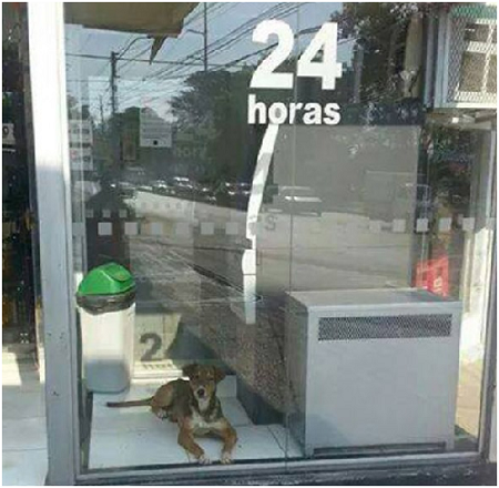 福斯克（Fresco）在提款機旁邊休息的影像，打動了許多人的心。取自網路