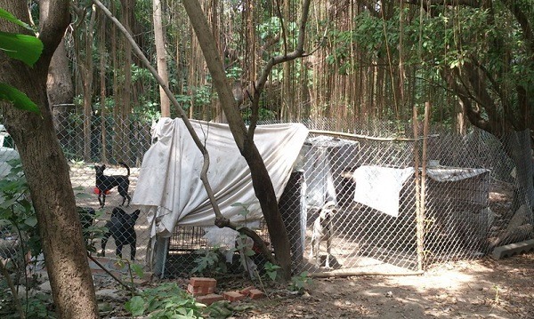 動保處派員與體育場內圈養流浪狗的愛媽溝通,請她們妥善管領犬隻,以免遊蕩引發民怨。蕭士塔/攝