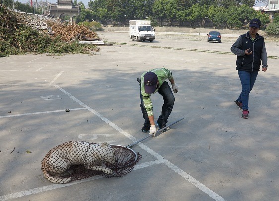 動保處決心全數移除台南體育公園的流浪狗,不再回置TNR的犬隻。 蕭士塔/攝