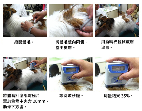 Healthlab犬用體指計的測量步驟。研發團隊發現狗兒背部的皮下脂肪厚度與體脂肪有高度相關性,且測量特定部位可排除犬種與體形差異。 取自Impress