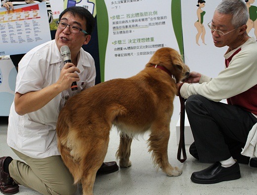 這隻狗是胖是瘦? 答案是稍胖，因為獸醫師的手一放開，就會看到牠下垂的腹部，體脂率落在30%左右。  李娉婷/攝