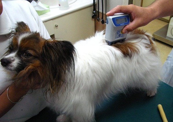 犬用體脂計早在2006年就於日本上市,目前已有逾1300家日本動物醫院採用。取自Impress