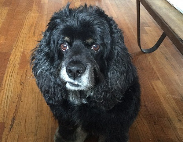 你的狗是天才?專家?愛因斯坦?研究人員開發出量測辦法，可以把狗區分為9種類別。 取自每日郵報網站 