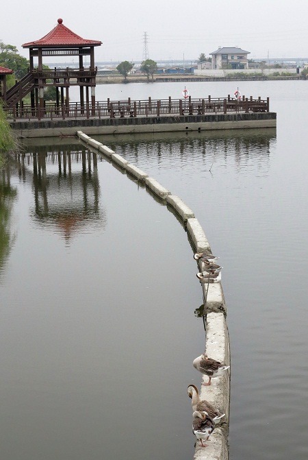 台南市著名的景點天鵝湖,水域只見土鵝。 蕭士塔/攝