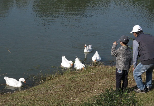 許多公共水域改養白色土鵝替代嬌貴難照顧的天鵝。 蕭士塔/攝