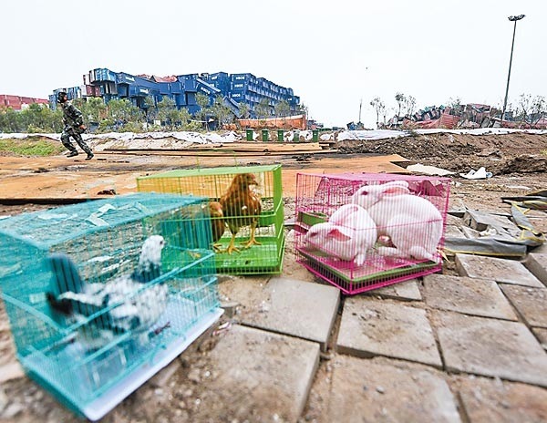 一籠籠的兔子、雞和鴿子成為爆炸區的毒氣測試品，讓網友罵翻。  取自網路