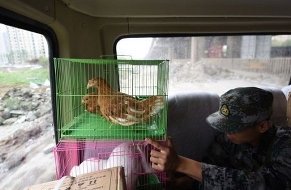 北京軍團人員正把雞隻裝籠，要放置在核心爆炸區測試有毒物質殘留情況。 取自網路