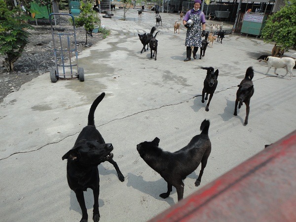 田愛媽不諱言，來自收容所太緊張的狗仍關在籠內，要等牠們調適好才能放出。新北市動保處/提供