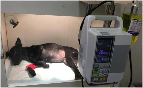 「我一直摸牠，安撫牠約兩分鐘後，牠才讓我碰牠，並且平靜下來後，立刻請司機協助一起將牠送到24小時動物醫院搶救。」魏蔓說　　魏蔓/提供