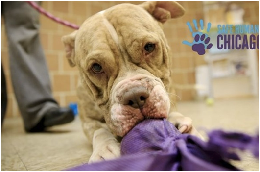 甜心（Honey），牠的前主人因淹死小狗們被捕。  取自網路