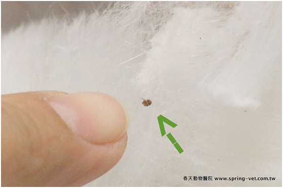 在毛孩身上摸摸找找，如果有跳蚤，不難找出來哦!