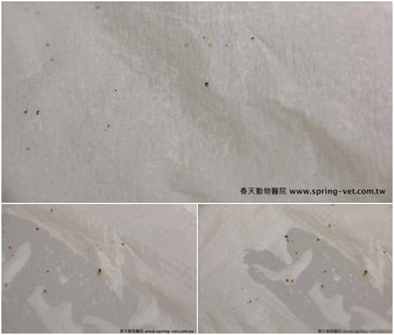 當然用看的不準，可以準備一塊沾濕的衛生紙，把這些黑色的點點擦起來，或者再多噴一點水，觀察1-2分鐘，如果黑點點周圍有滲紅色逐漸暈開，像照片裡面一樣，那就是中獎了。