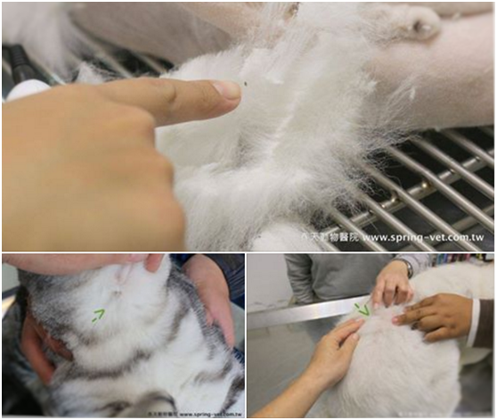 其實跳蚤一直都住在動物身上，只要動物是活的，就可以一直吸血，想當然爾，任何氣候都可以存活下來囉！