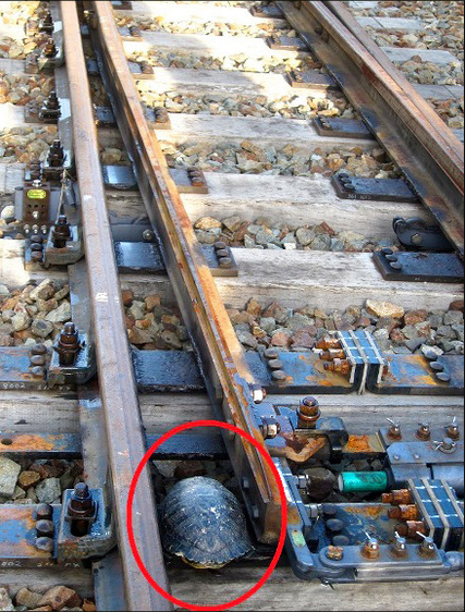 轉轍器切換軌道時，夾住烏龜導致燈號無法轉換，列車被迫停駛。 取自產經新聞