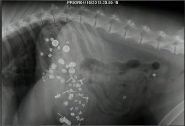 X光片呈現了摩卡胃裡散落的手錶零件有多少。 取自YouTube截圖