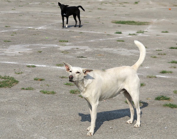 台南市的流浪狗TNR回置數量將逐年減少。 蕭士塔/攝