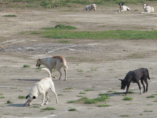 台南市施行TNR後,體育公園的剪耳流浪狗(TNR回置狗)爆量。 蕭士塔/攝