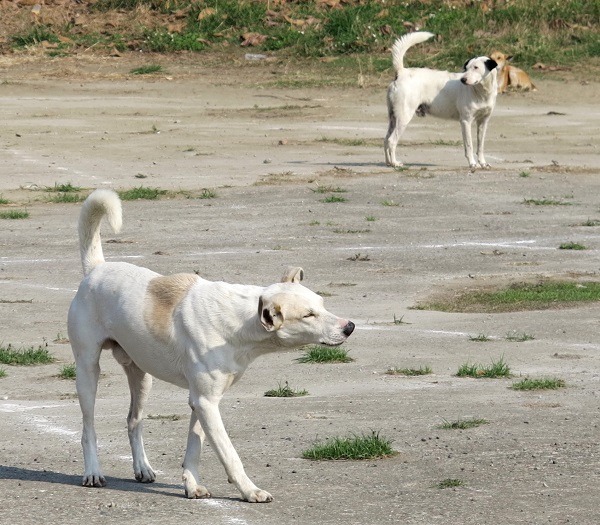 在人口稠密的社區回置TNR犬隻，容易引發民怨。 蕭士塔/攝