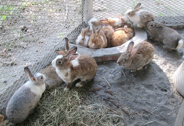 一對兔子一年內可繁衍出一窩兔子家族。蕭士塔/攝