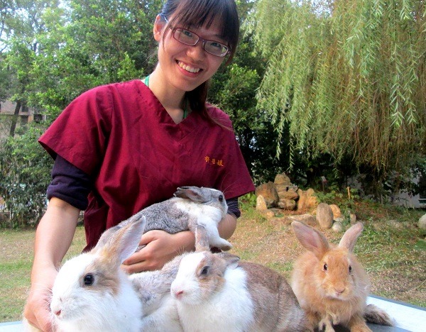 這些兔子因從小飼養所以個性親人，很適合養來當寵物。  蕭士塔/攝