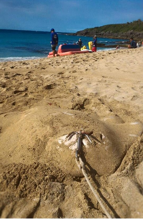 台灣漁民順口溜「一魟、二虎、三臭肚」，讓夏姓居民認為毒性居首的魟魚會傷及遊客，斷尾後用船錨鉤拉到白砂海灘。 李先生/提供