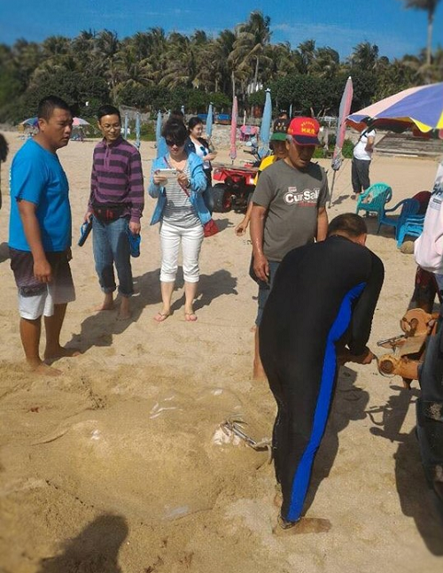 部分民眾認為魟魚平時在海底活動，會接近海域已是生病不健康，為免危害遊客，拉上岸是正常處理方式。卻引來國內外觀光遊客圍觀議論。 李先生/提供