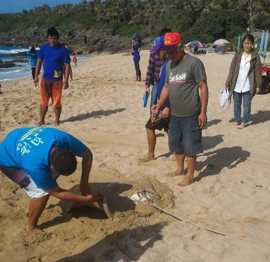 古氏土魟成體吻肛長可達70公分，尾部毒棘無論死體或活體都具毒性；受驚嚇才會主動用毒棘刺攻擊自衛。李先生/提供