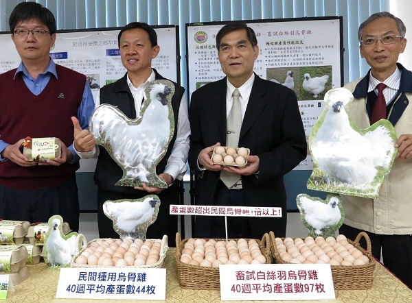 農委會畜產試驗所3日發表5個土雞及一個烏骨雞品種。   蕭士塔/攝