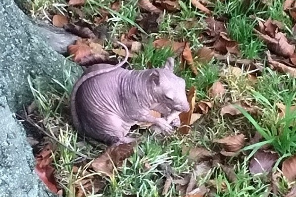 這隻無毛松鼠引發了愛護動物人士的同情心,深怕牠無法禦寒度過嚴冬。 取自網路