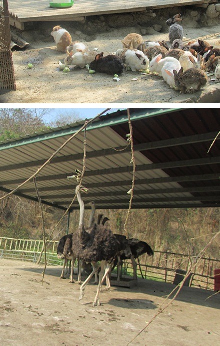 兔子和鴕鳥也都是受刑人負責飼養的動物。  蔡宗明/攝