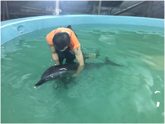 初步檢視個體無明顯外傷,但顯虛弱沒什麼體力,無法正常漂浮,正在小水池保定中。成大海洋生物及鯨豚研究中心/提供