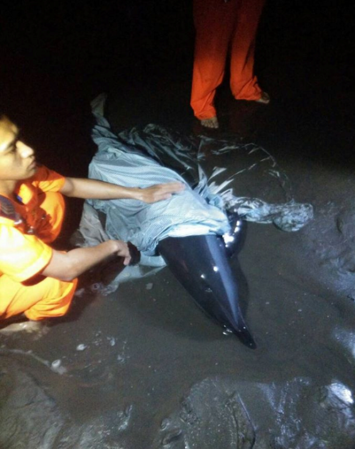 成大鯨豚中心初判,這隻擱淺的熱帶斑海豚約179cm,雄性成體,是隻體態漂亮的年輕海豚。成大海洋生物及鯨豚研究中心/提供