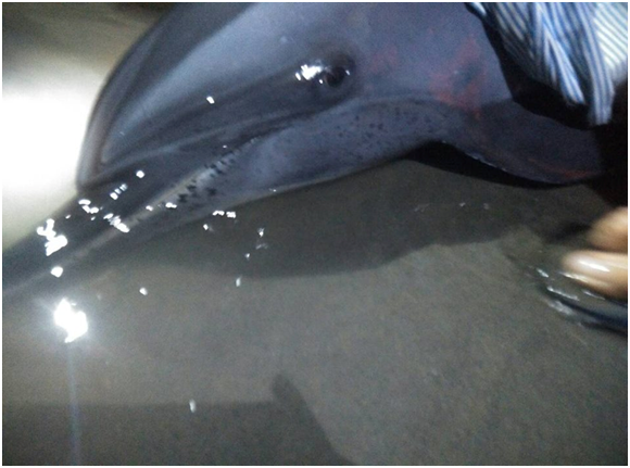 台南馬沙溝海水浴場一隻擱淺的熱帶斑海豚。於晚間8點25分由中心載回台南四草的搶救池救治。　成大海洋生物及鯨豚研究中心/提供