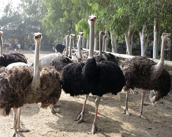國內很多動物園、休閒農場飼養鴕鳥供觀賞。蕭士塔/攝