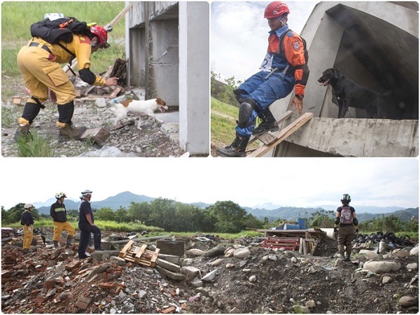 瓦礫堆搜尋對搜救犬是一嚴格考驗，尤其是高級組，需要在4萬平方公尺的地域中，以30分鐘找出3位待救者。周聰吉/提供