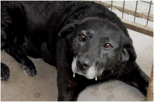 雷蒂等著被收養。   取自 Facebook