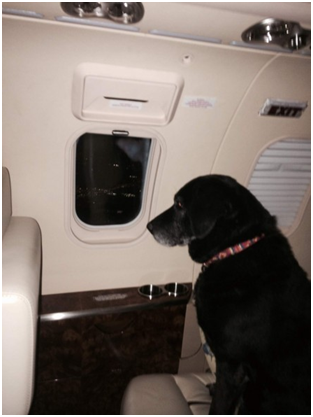 雷蒂很有格調的飛去牠的新家。    取自網路