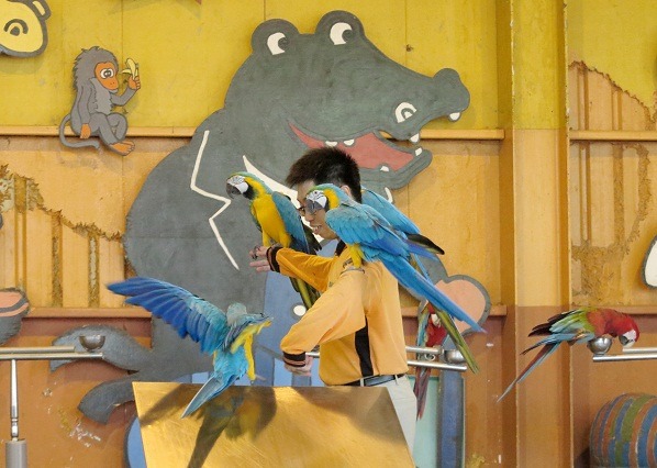頑皮世界野生動物園的鸚鵡表演，將在104年3月畫下句點。   蕭士塔/攝