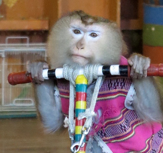 精彩的動物表演常誤導民眾以為是動物的自願動作。　蕭士塔/攝