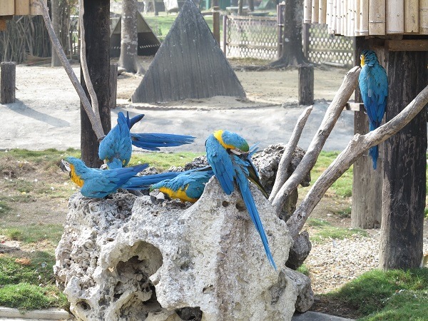 頑皮世界高達300餘種動物，入園即可看到的鸚鵡，是受歡迎的動物之一。  蕭士塔/攝