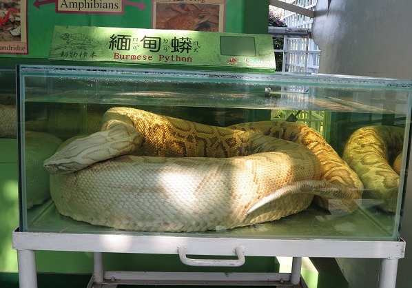 頑皮世界動物園成功轉型為「南台灣環境教育推廣中心」，圖為緬甸蟒標本。  蕭士塔/攝